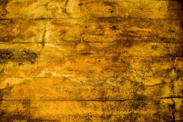 DSC_0510 Yellow
