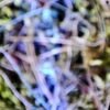 IMG_20240822_173409 Blue